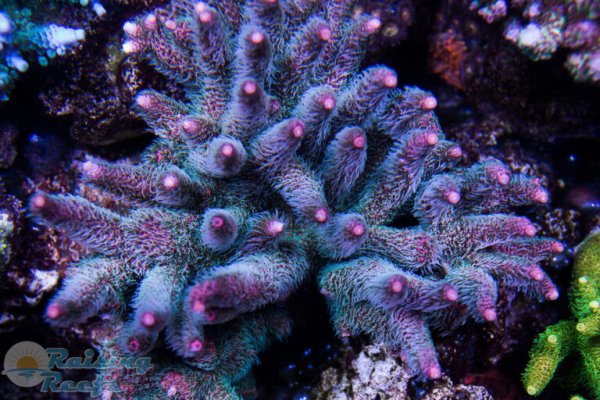 Кракен тор kraken dark