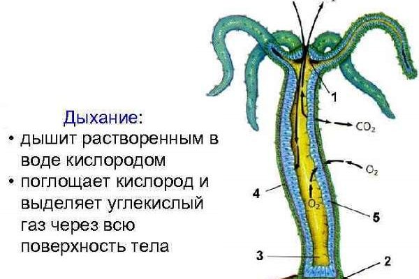 Кракен сс