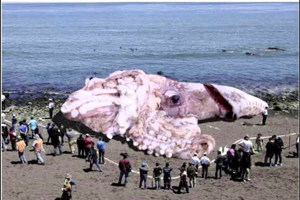 Kraken darknet kraken darknet 2n com